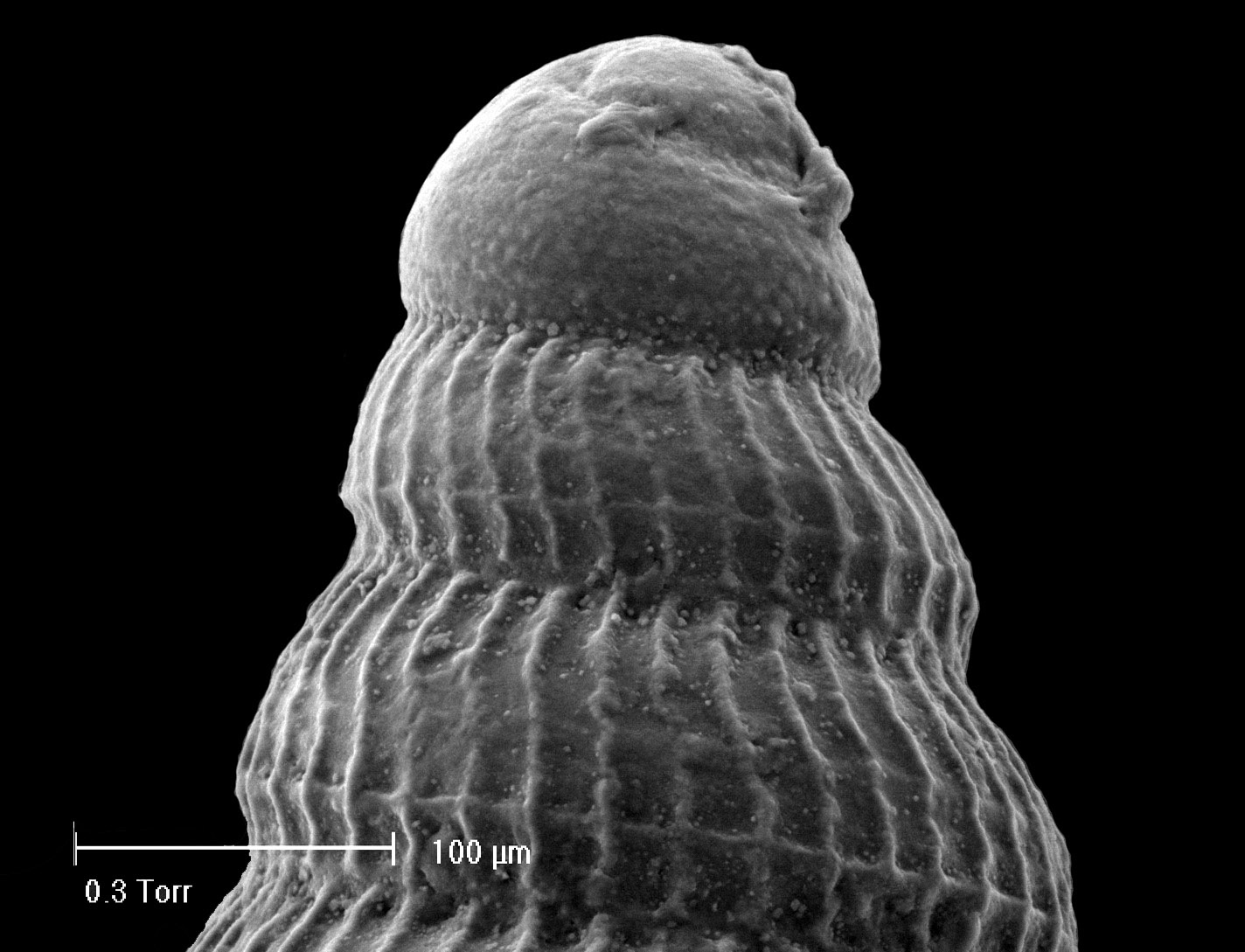 Chaerodonta pallescens